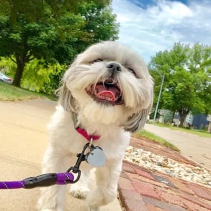 walking dog with purple leash image