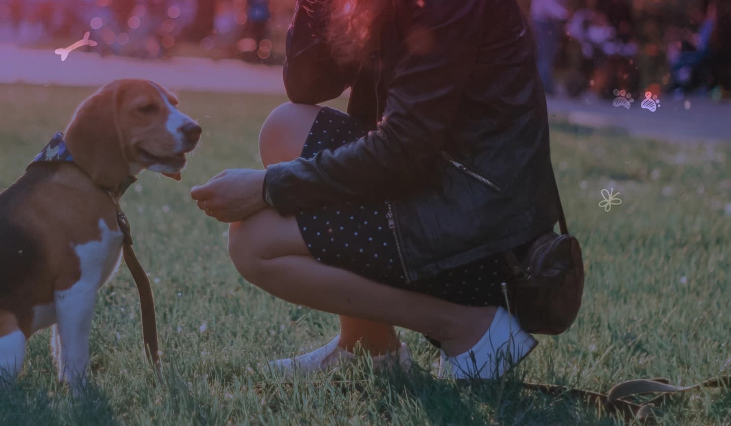 Woman dog walker kneeling down to pet a dog.