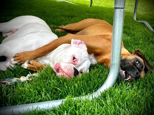 Two dogs under trampoline