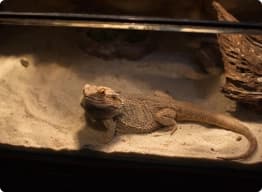 bearded dragon