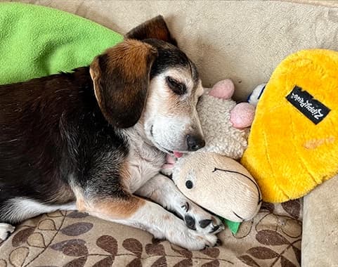 Dog sleeping on toy