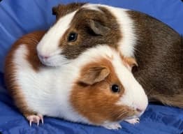 guinea pigs